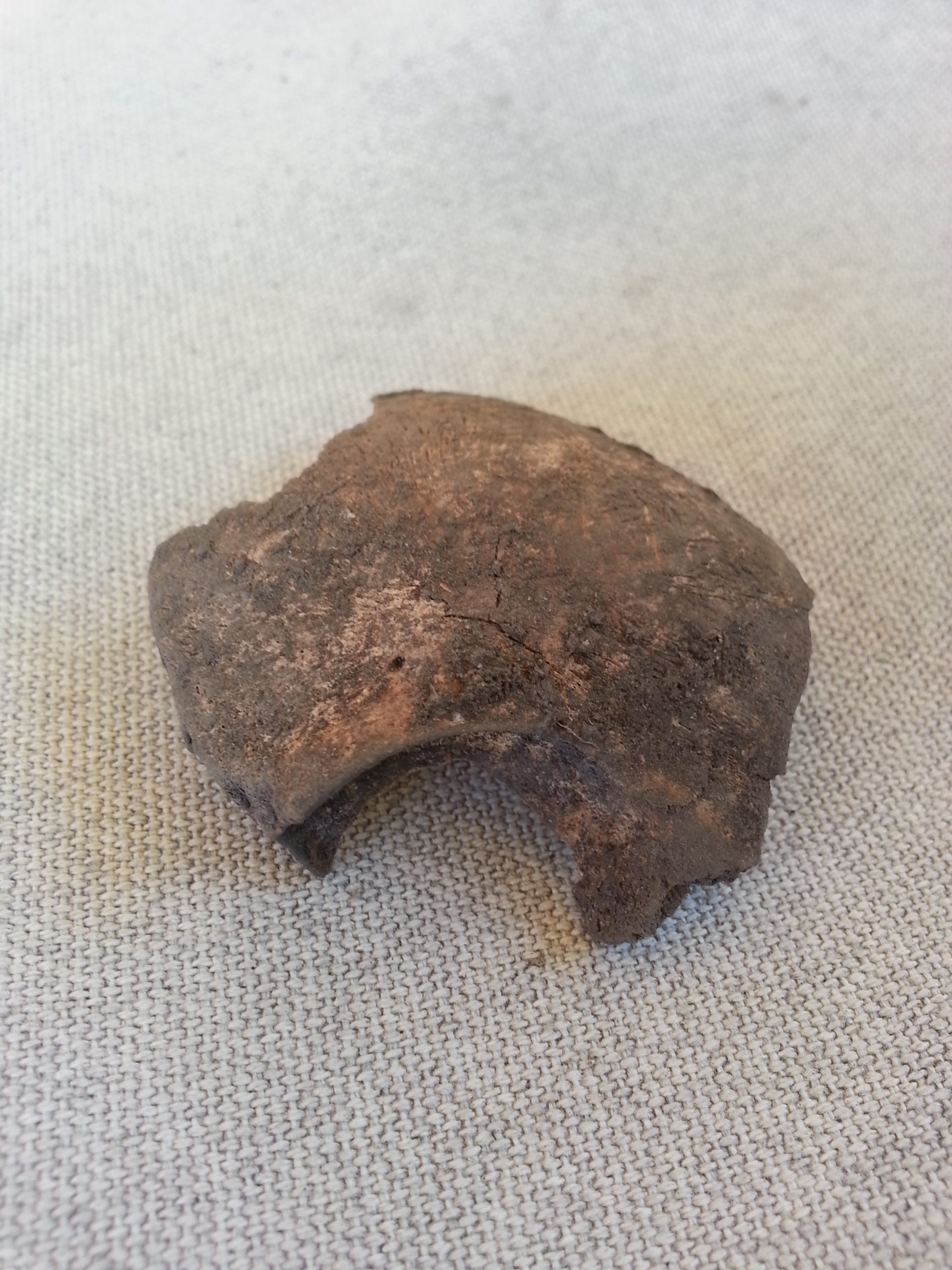 Skalltaksfragment från spädbarnet