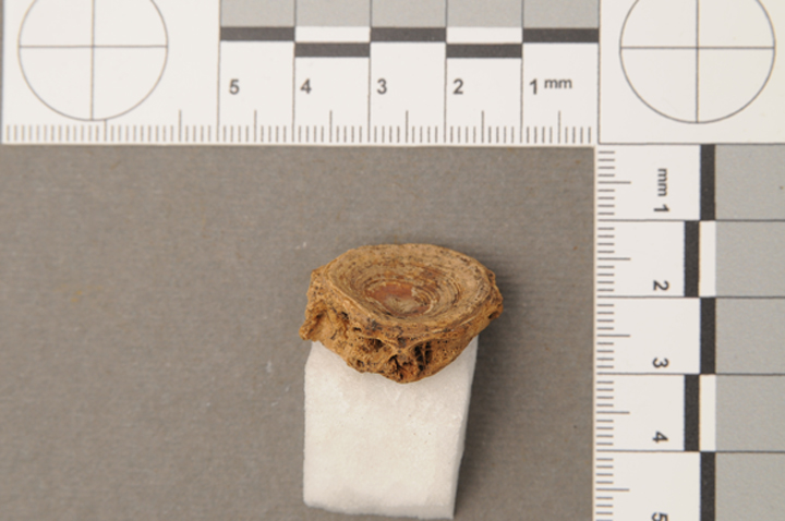 Vertebra of wels catfish
