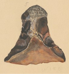 Teckning av stenyxan.